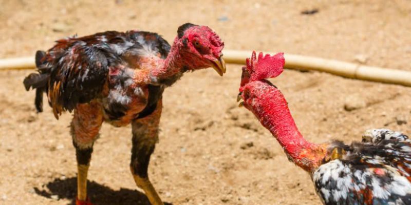 Những loại hình đá gà tại trường gà thomo phổ biến