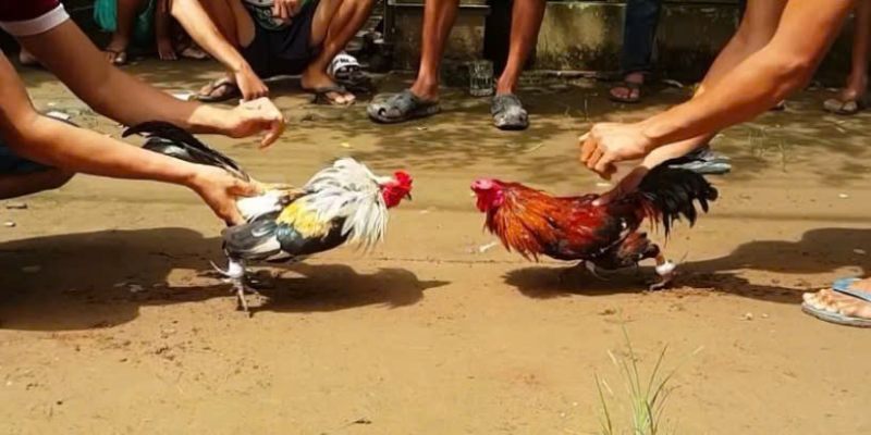 Cách tham gia cá cược tại các trường gà thomo